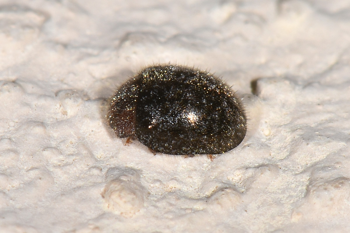 Coccinellidae: Rhyzobius lophanthae